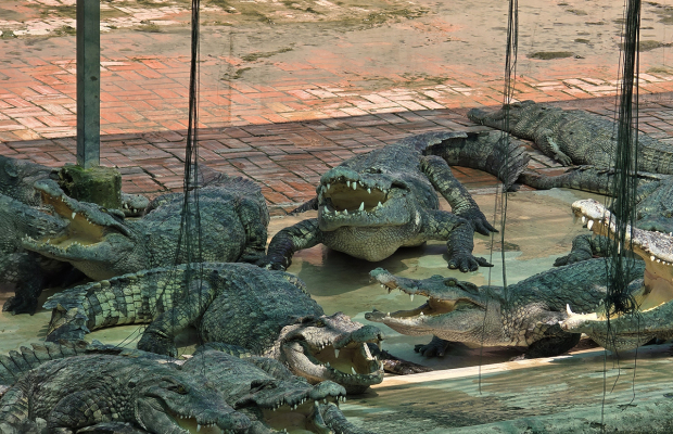 Siem Reap Crocodile Farm Tour